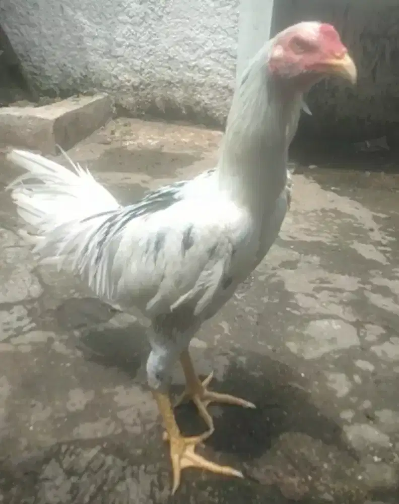 Ayam Bangkok classic ×pakoy