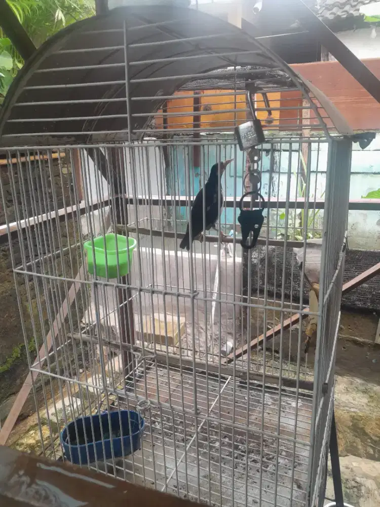 Burung jalak suren gacor