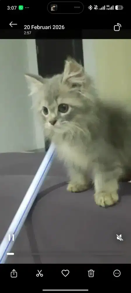 kitten persia jantan