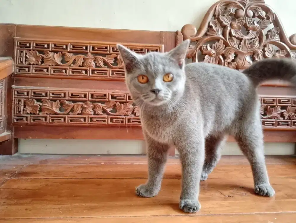 Kucing British short hair BSH betina