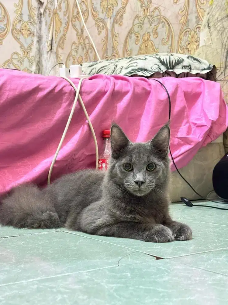 Mainecoon pure blue jantan warna langka