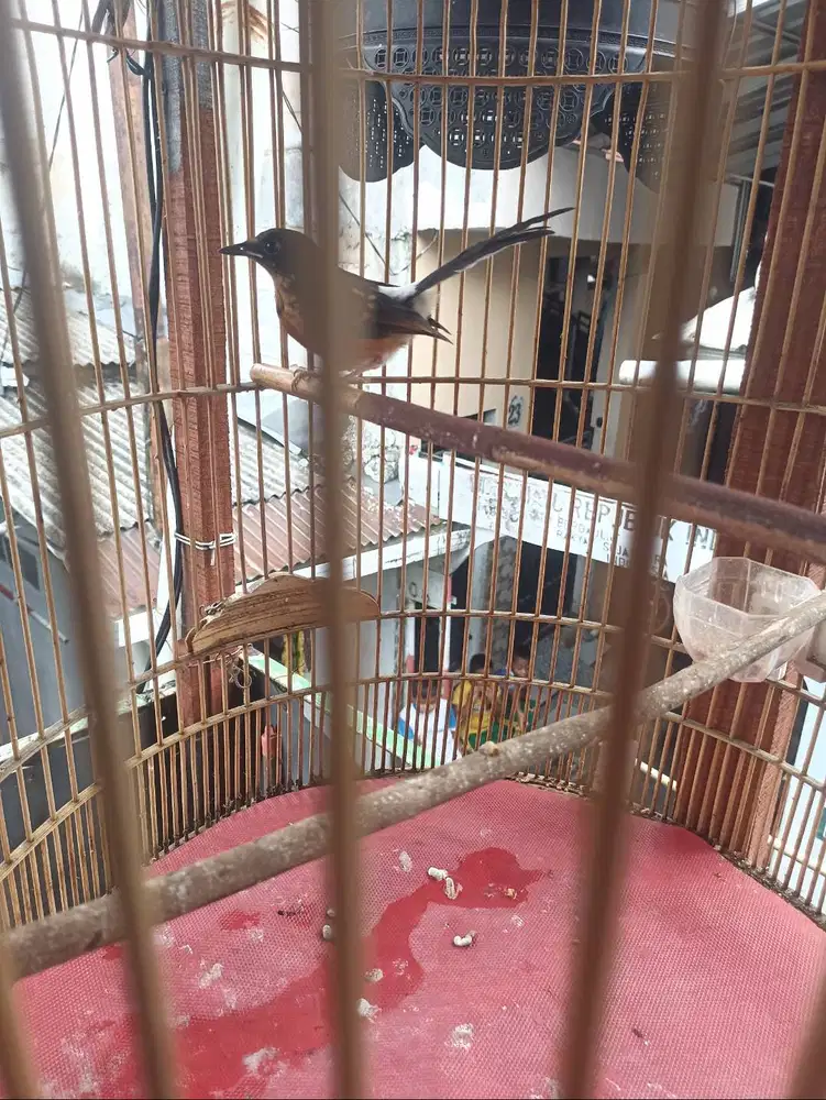 Murai trotol jantan trah ekor 22