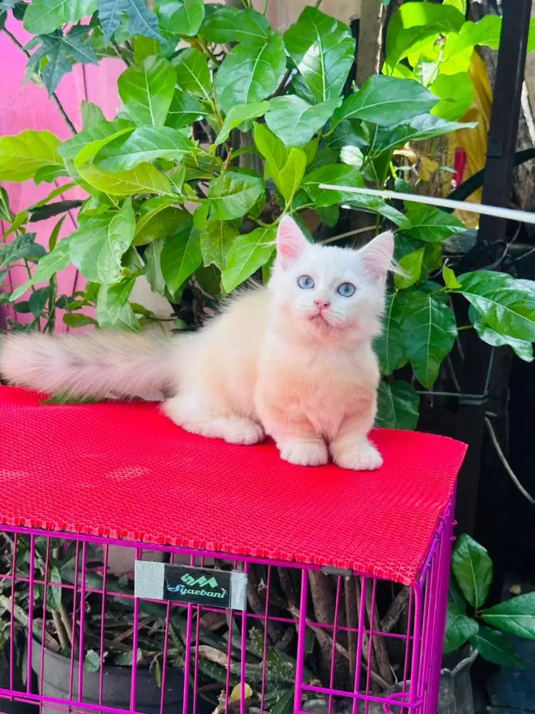 Munckhin male mix ragdol cebol mata biru