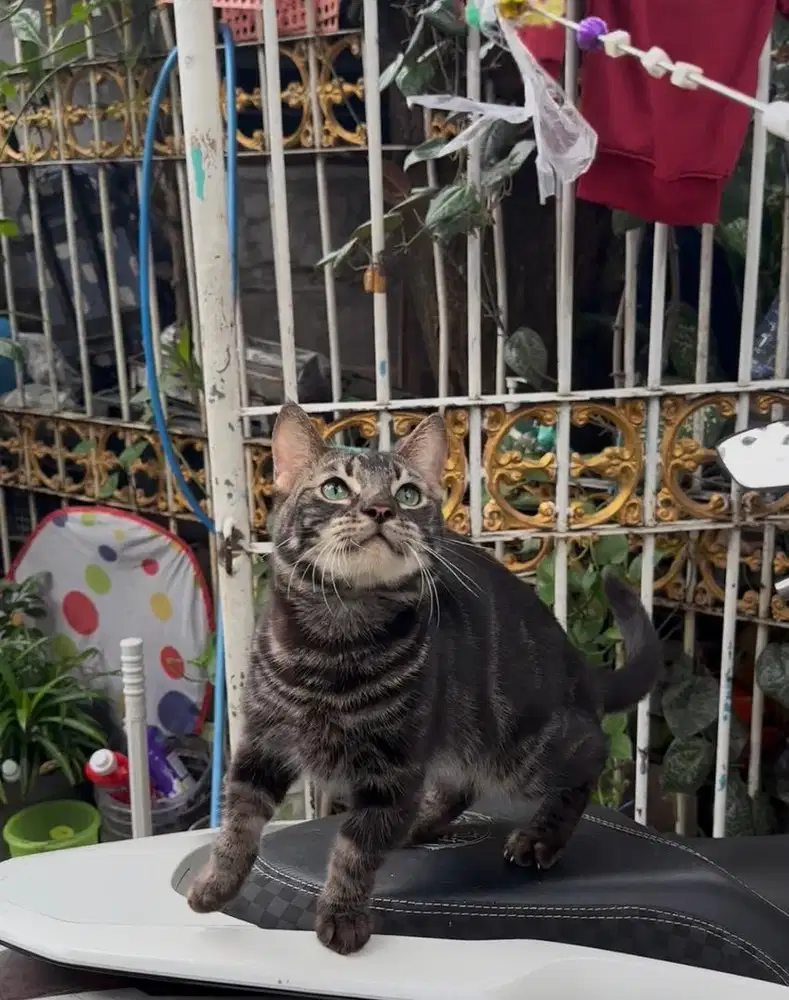 munckhin charcoal jantan