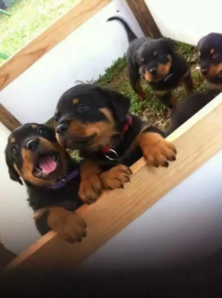 ANJING ROTTWEILER PUPPY