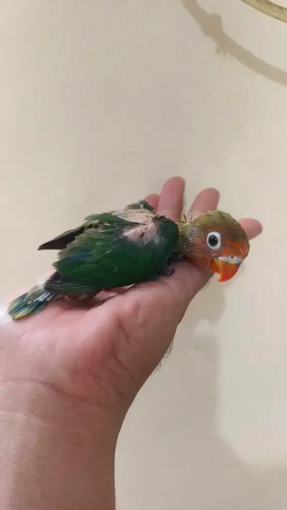 Lovebird anakan