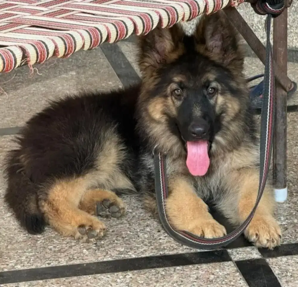 ANJING HERDER/ GERMAN SHEPHERD GAGAH