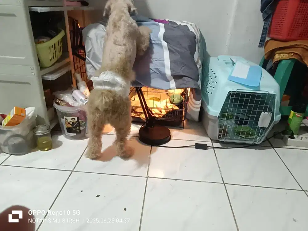 Dicari wanita/pria Rawat anjing kucing