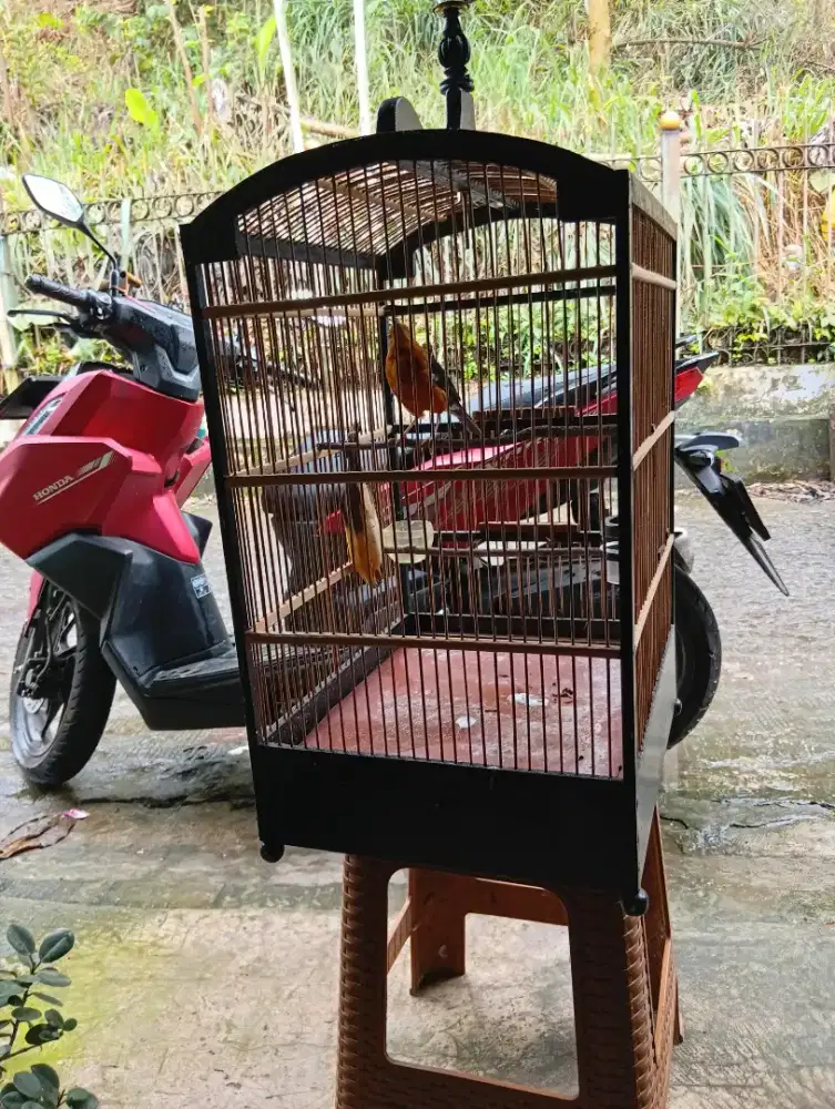 Burung anis jantan mandek