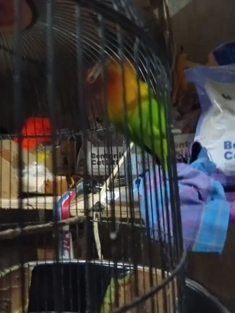 Burung lokbet josan durasi