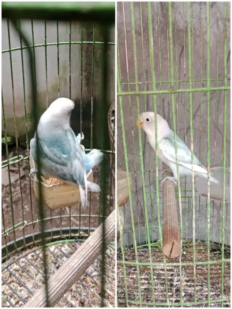 Burung lovebird warna indah