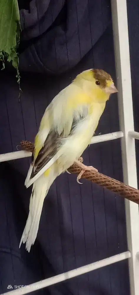 Paud F1ys Jantan big