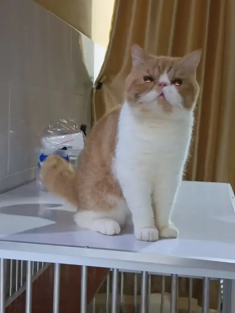 Kucing exotic 2 jt