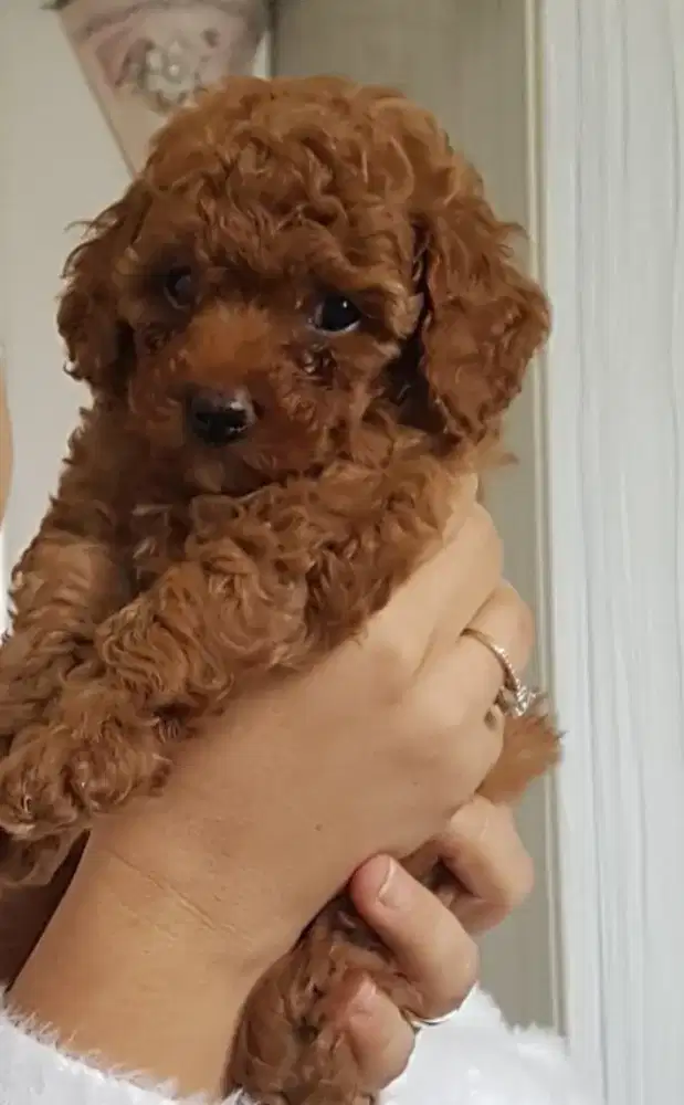 ANJING RED POODLE BULU KERITING