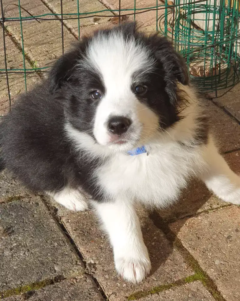 JUAL ANJING BORDER COLLIE CERDAS