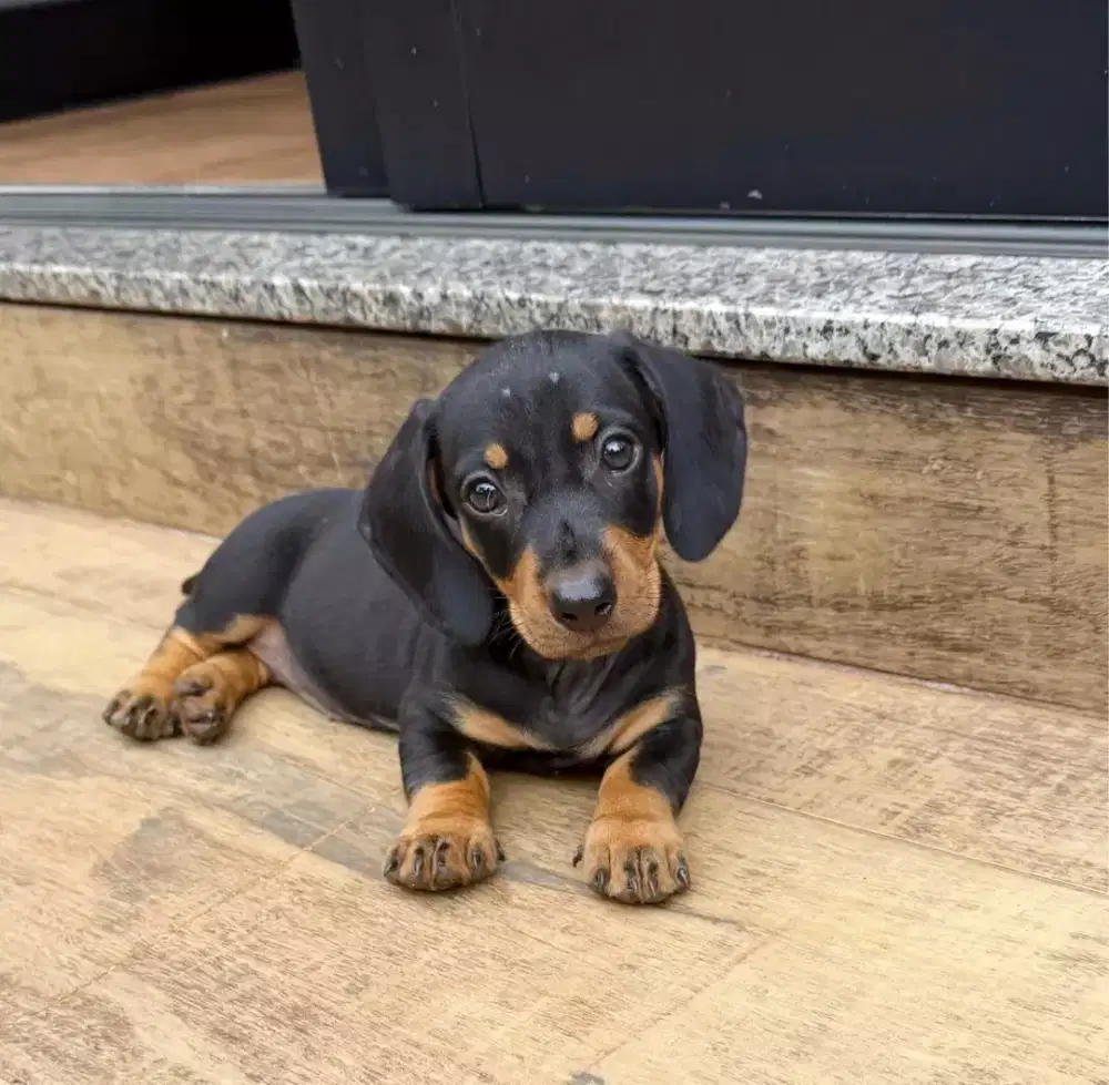 JUAL ANJING DACHSHUND SOSIS