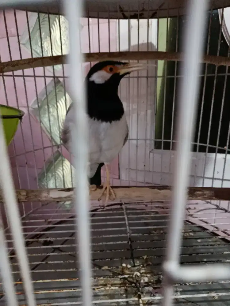 Jual jalak suren gacor