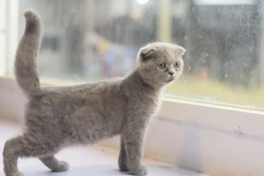 Scottish fold/ Kucing SF / BSH