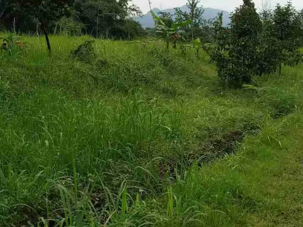 jual tanah murah LT 1,3ha, shm,  jalur bus damri