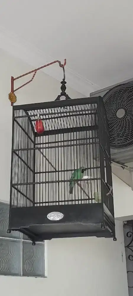 Murai kebon cor dor fs