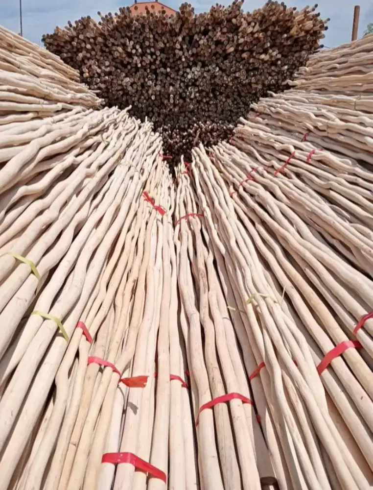 Kayu galam kalimantan