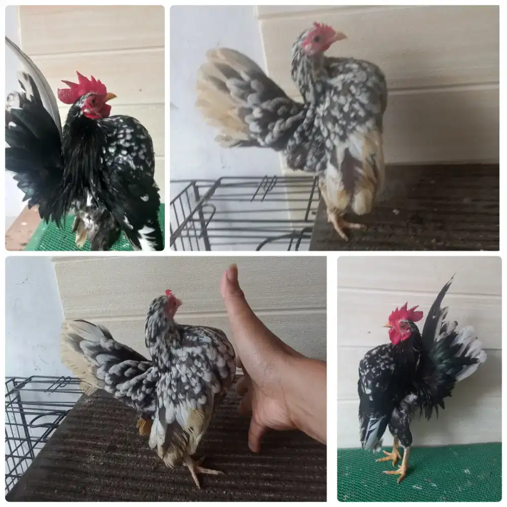 Sepasang ayam serama rinting murai
