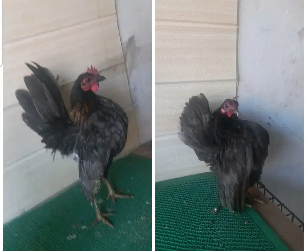 Sepasang ayam serama kelabu