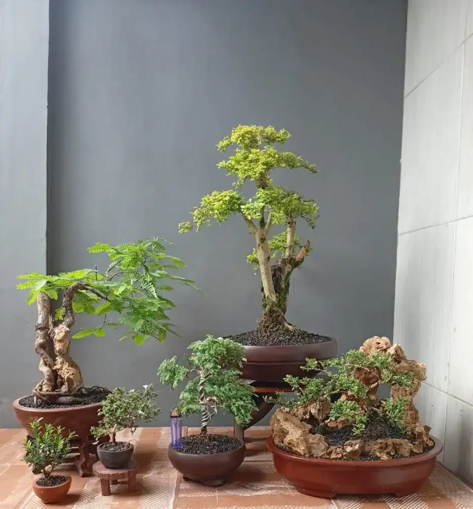 Mini bonsai cantik ada 6 pot