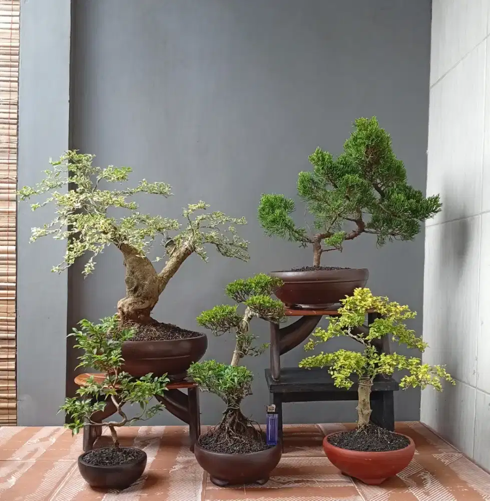 Mini bonsai cantik ada 5 pohon