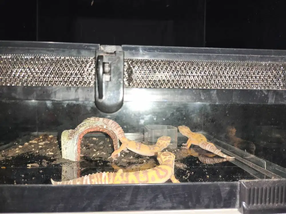 Leopard gecko ada 10 ekor dipilih aja mulai 100rb