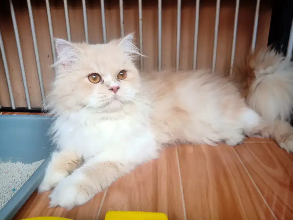 Kucing Persia jantan