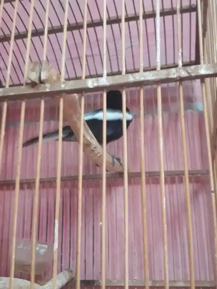 Kacer dada hitam gacor pool figher