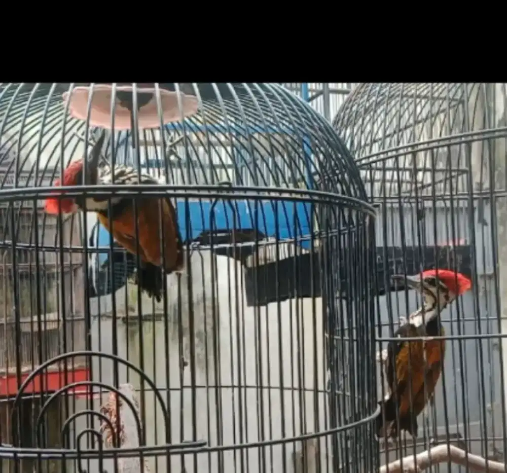 Burung pelatuk bawang