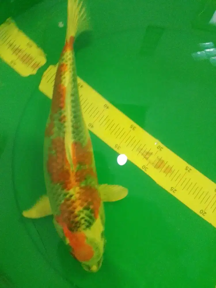 Ikan koi jenis Kujaku 37cm bagus