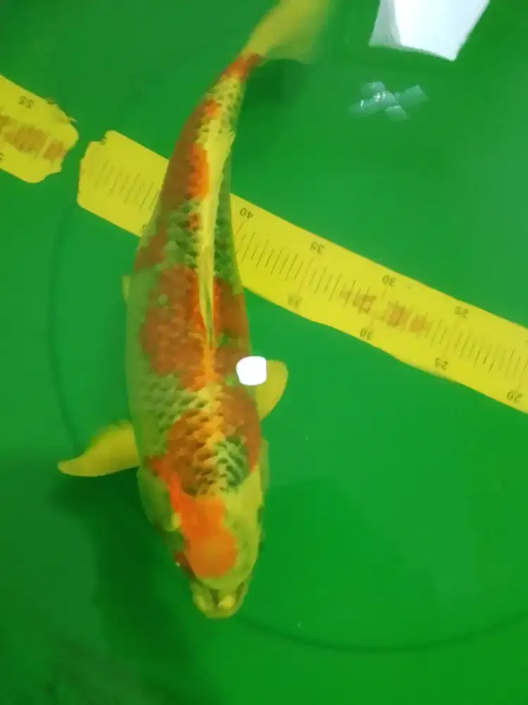Ikan koi jenis Kujaku 36cm HQ