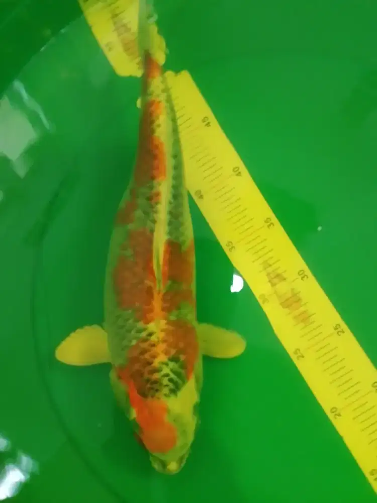 Ikan koi jenis Kujaku 36cm Blitar asli