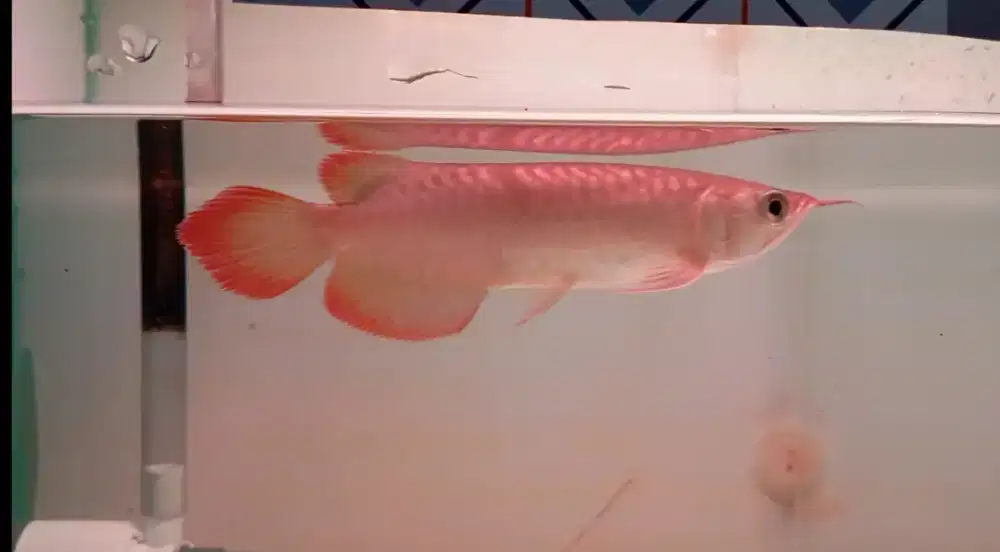 Arwana super red 18cm