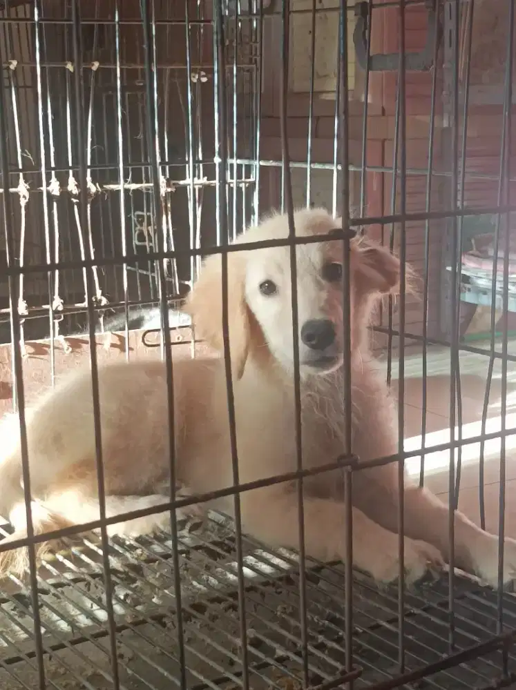 Golden puppies betina big bone