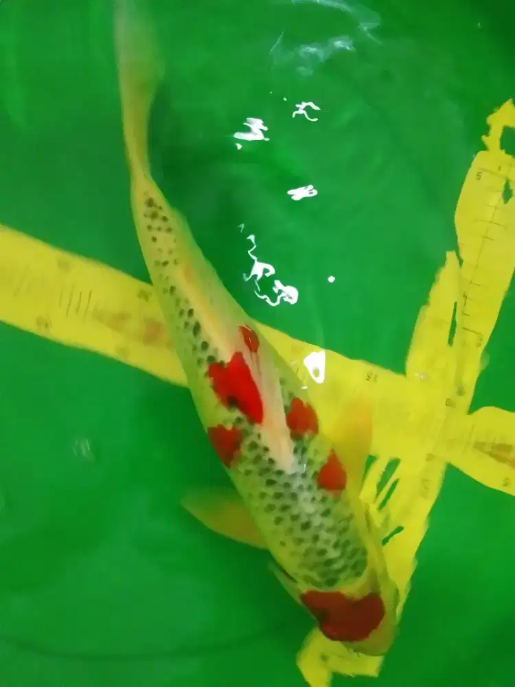 Ikan koi jenis Goshiki 42cm HQ