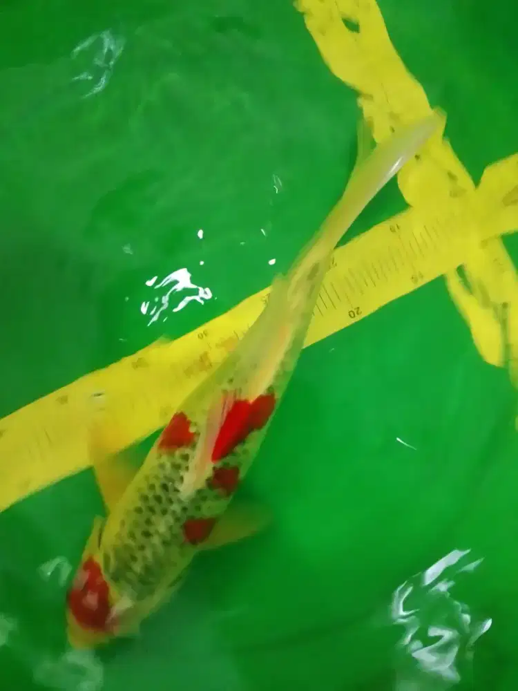 Ikan koi jenis Goshiki ukuran 42cm warna strong