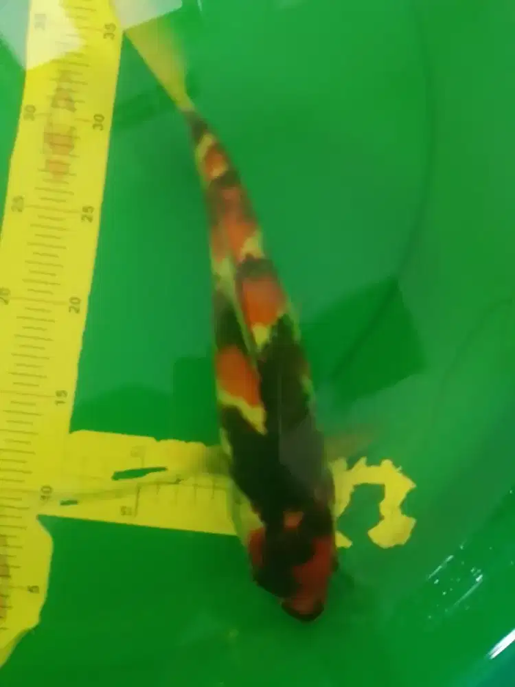 Ikan koi jenis Showa 33cm pola bagus