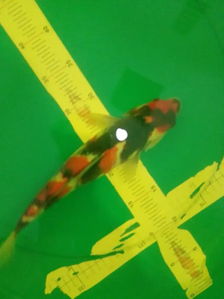 Ikan koi jenis Showa 33cm warna strong
