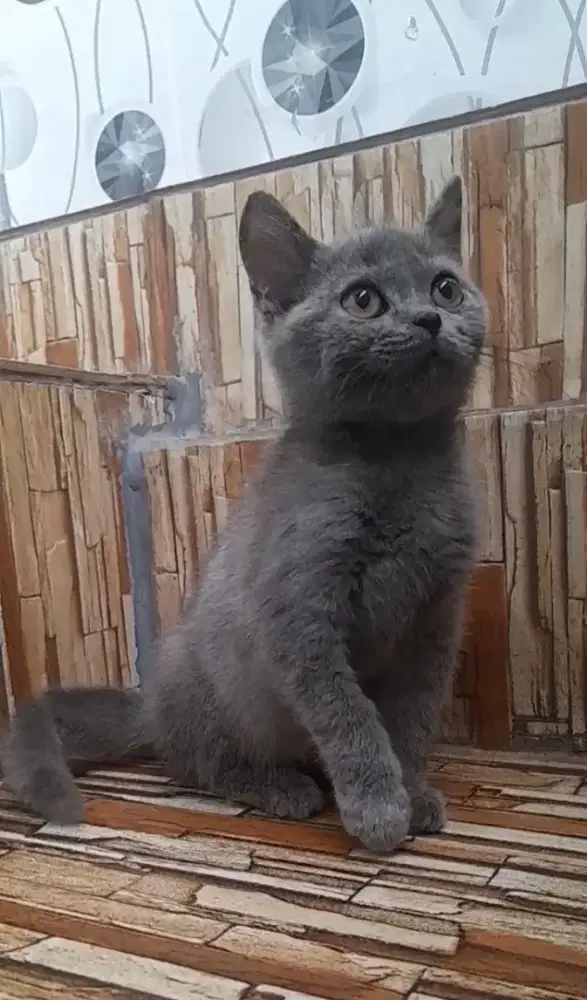 Kitten British shorthair