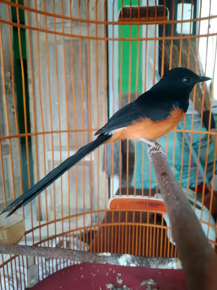 murai batu prospek gacor