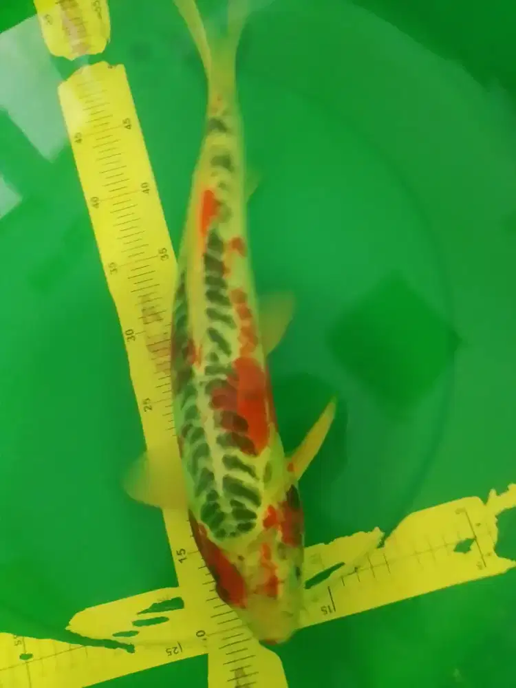 Ikan koi jenis Kujaku Doitsu 43cm male