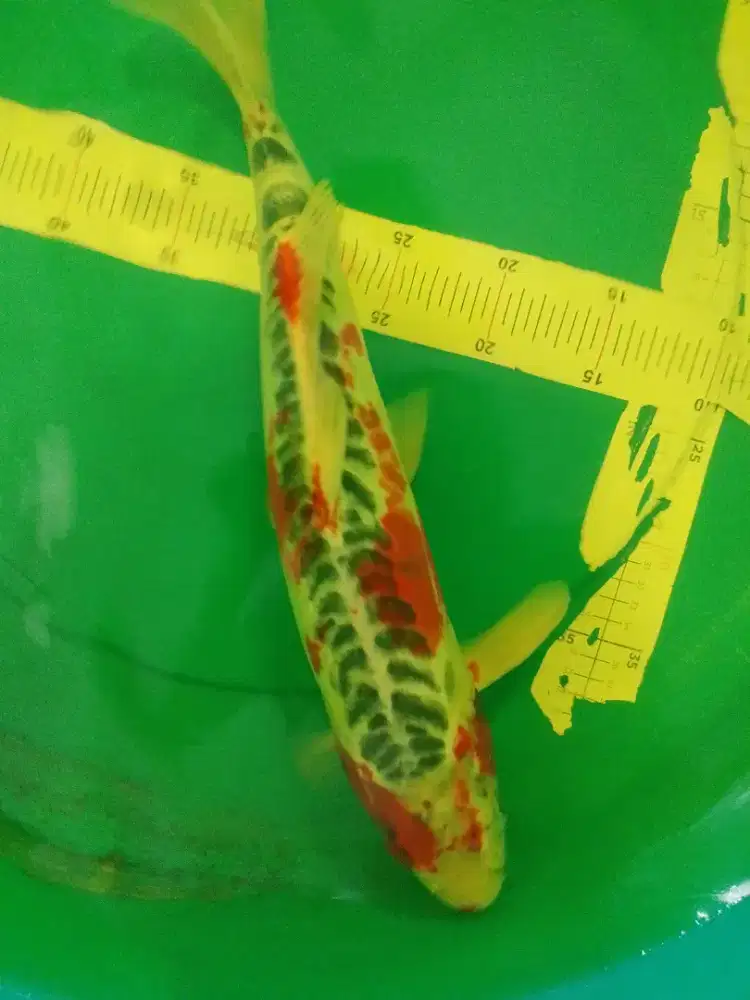 Ikan koi jenis Kujaku Doitsu 43cm antik bagus