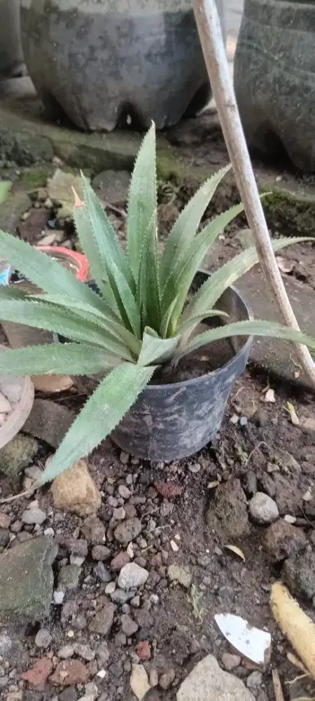 Bibit nanas umur 1 bulan