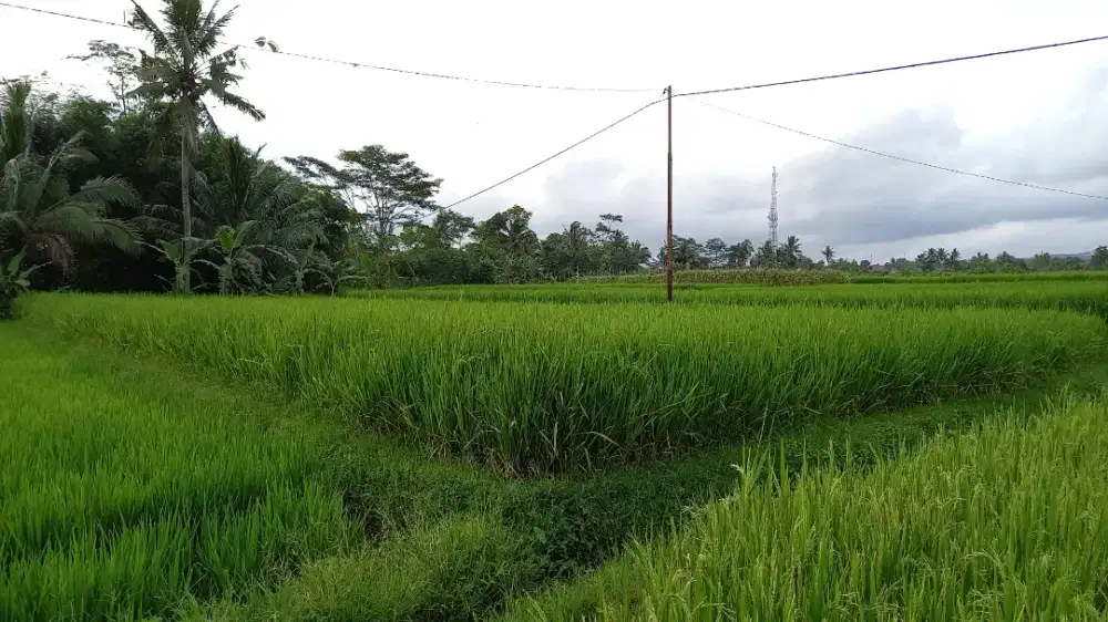 Dijual sawah grade A,pemiliknya lngsung.