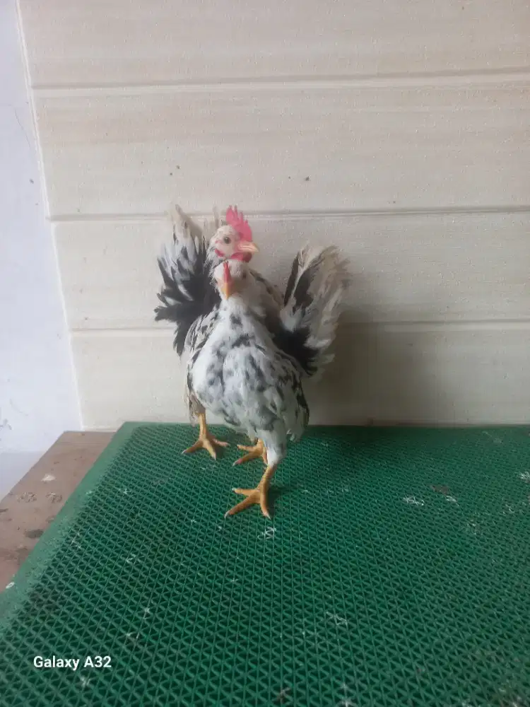 Sepasang ABG rinting murai