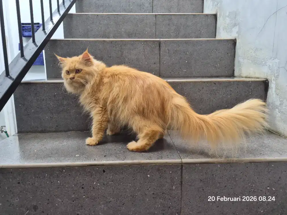 Kucing Persia Jantan Oren